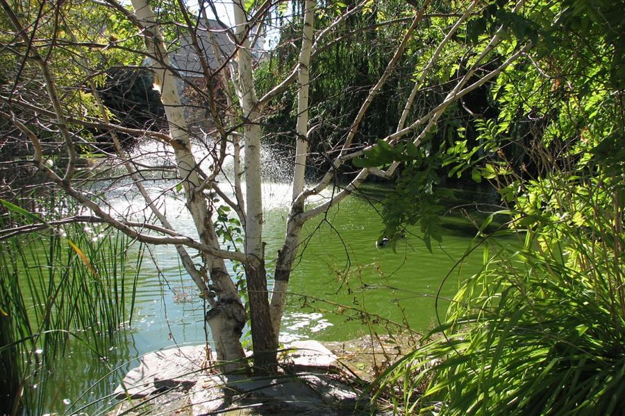 a tree in front of a body of water