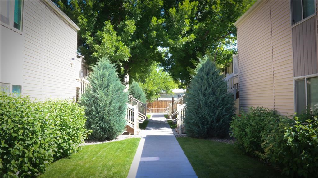 a sidewalk between two pine trees in a yard