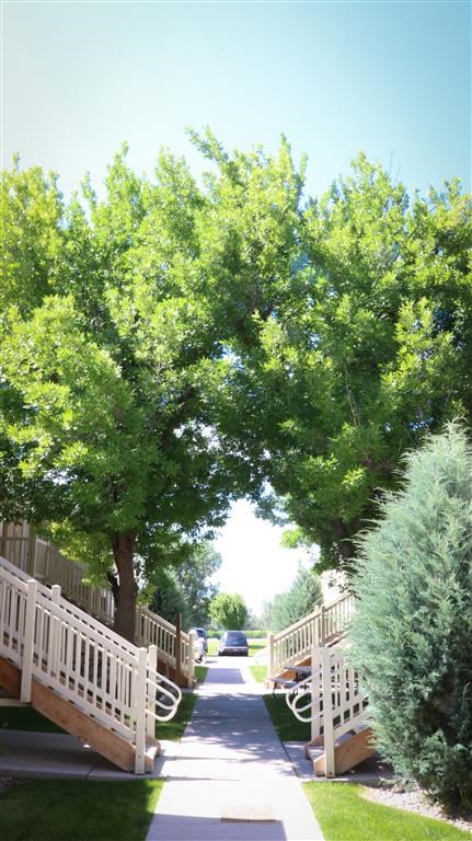 a walkway with white benches and trees