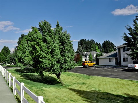a tree in the middle of a yard in front of a house