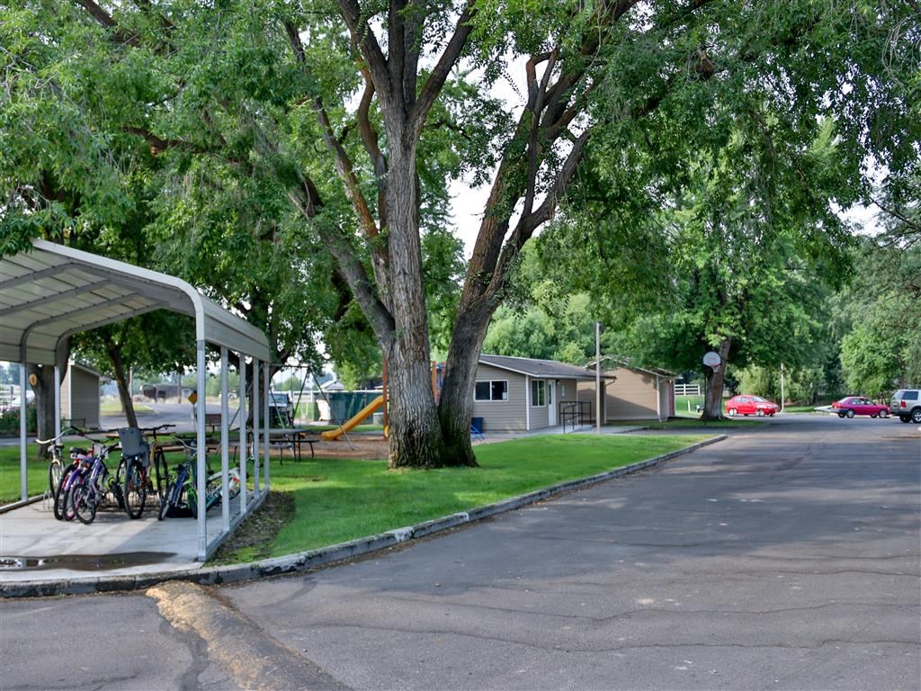 a campsite with a tree in the middle of a street