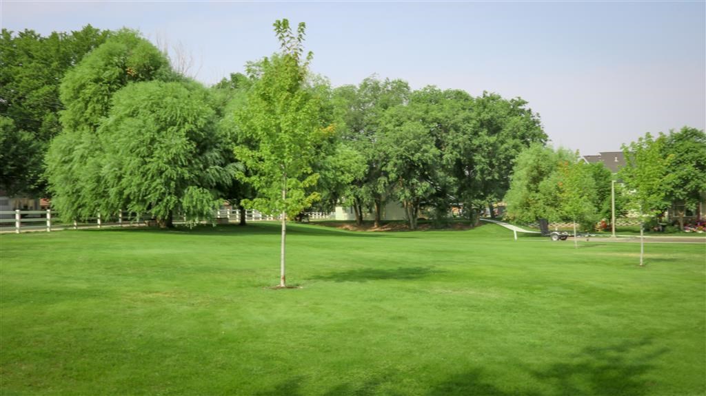 a large field of green grass with trees