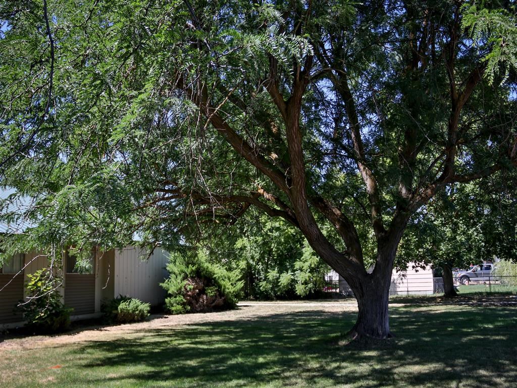 a large tree in a yard next to a house