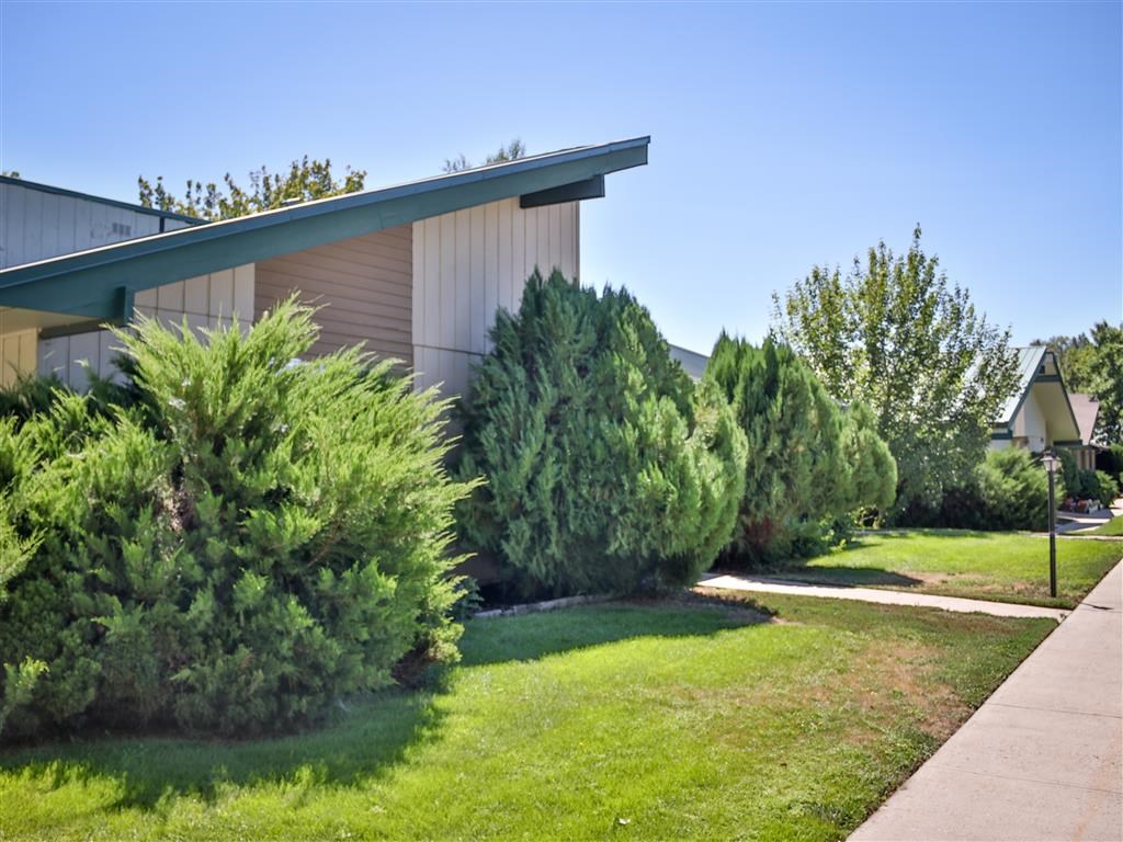a group of evergreen trees in front of a building