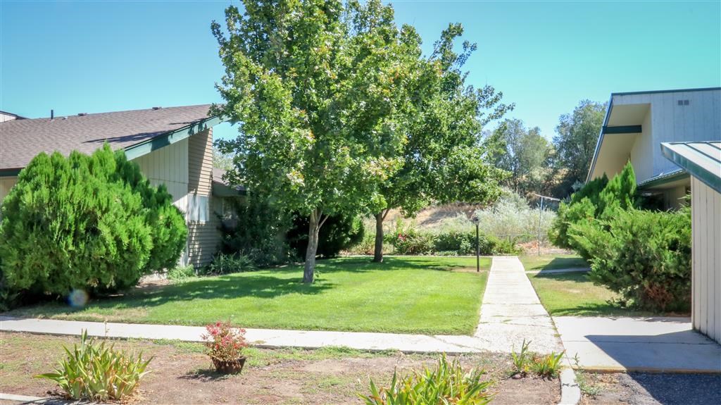 a yard with a tree in front of a house