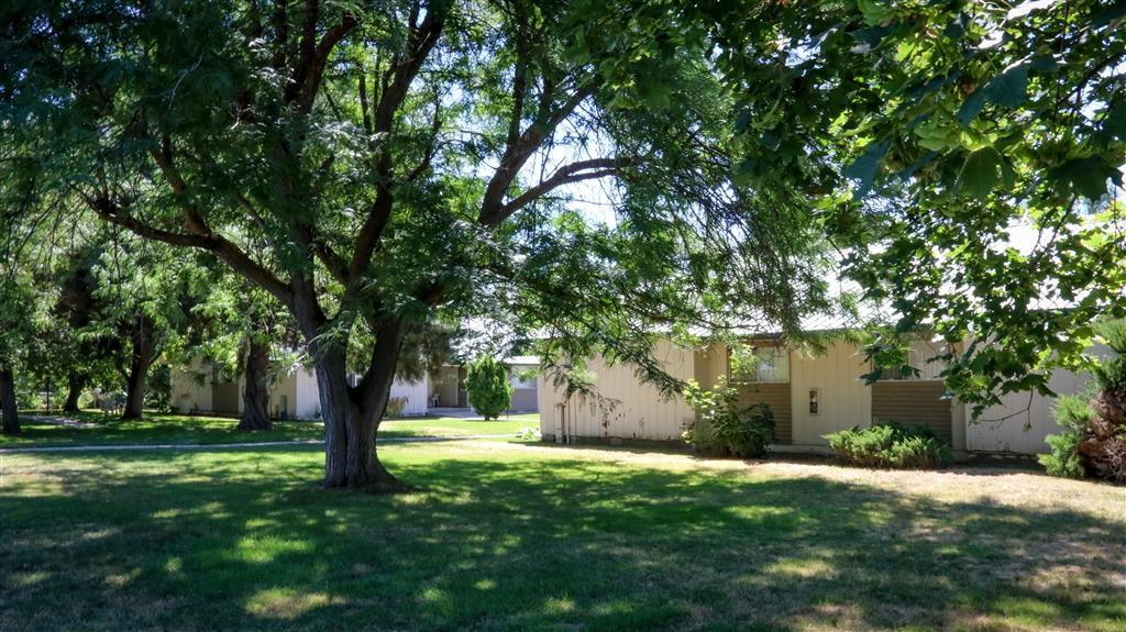 a large tree in front of a house
