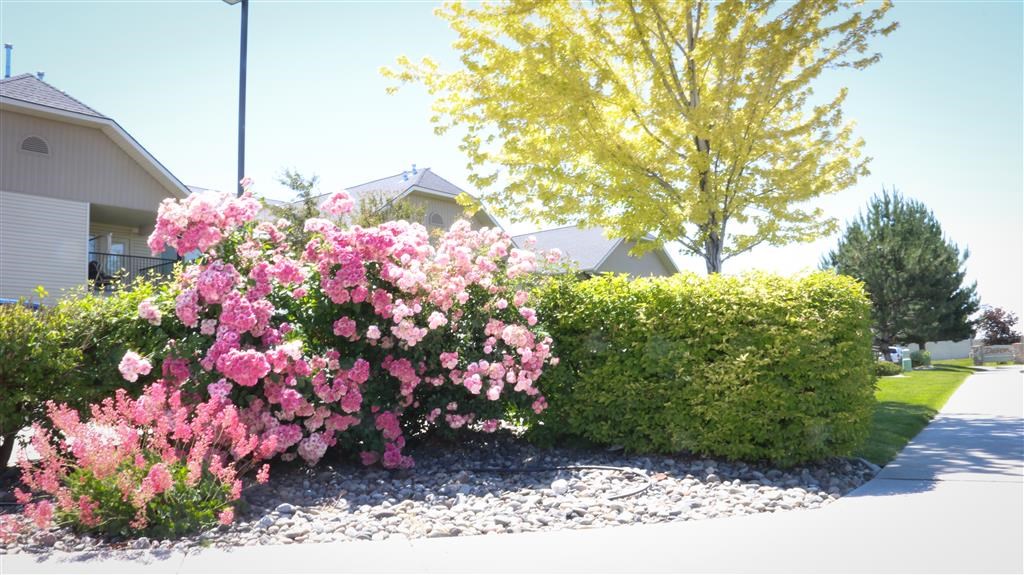 a with pink flowers in front of a house