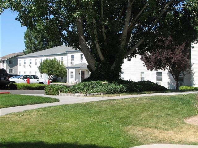 a large tree in front of a white house