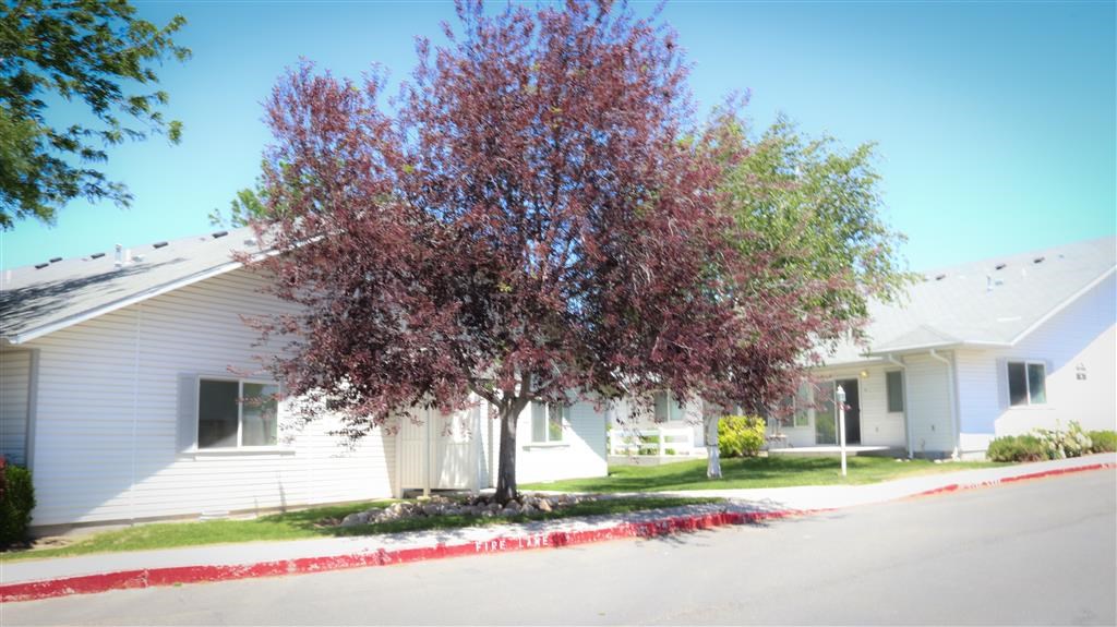 a tree in front of a white house