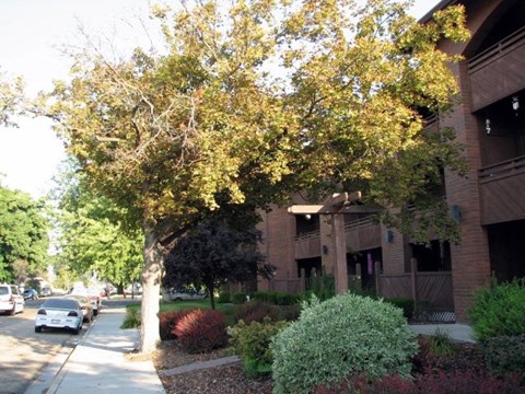 a tree on a sidewalk in front of a building