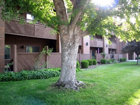 a large tree in the middle of a green lawn in front of an apartment building