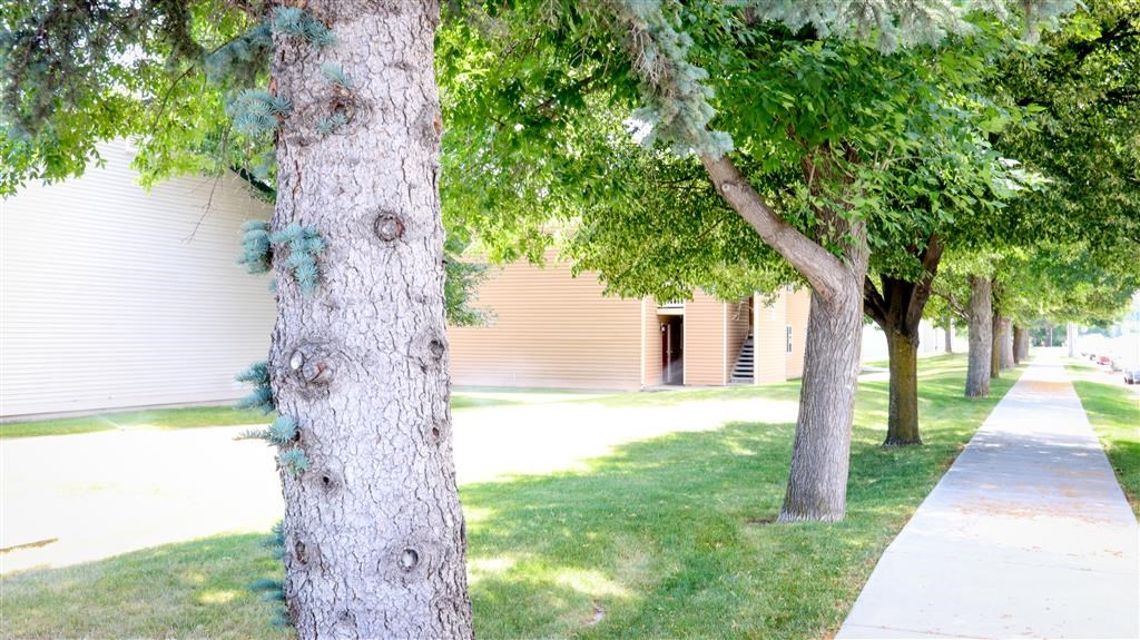 a row of trees in front of a building