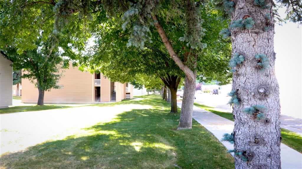 a row of trees in front of a building
