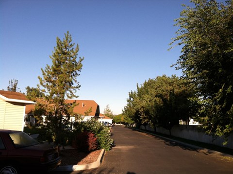 a tree lined street in a neighborhood with houses and trees