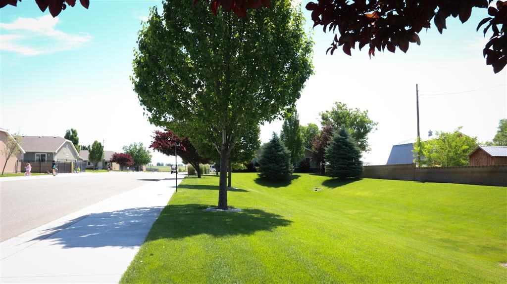 a tree in the grass next to a street