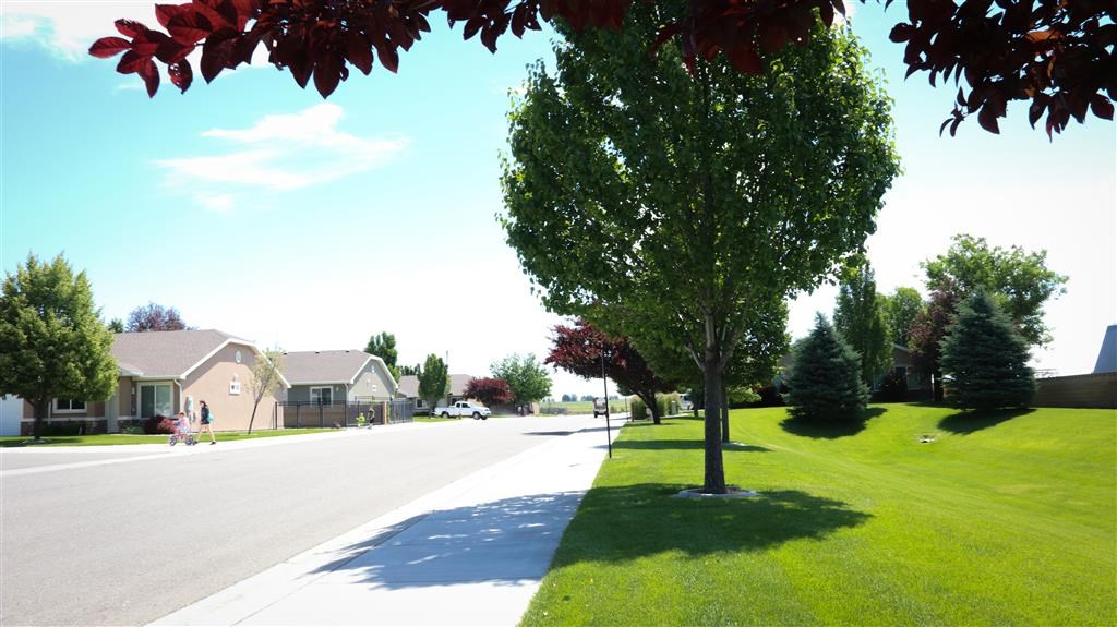 a tree on the side of a street