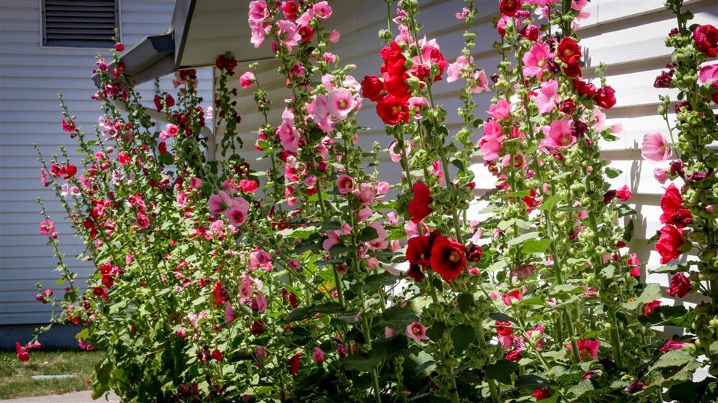 a bunch of flowers in front of a house