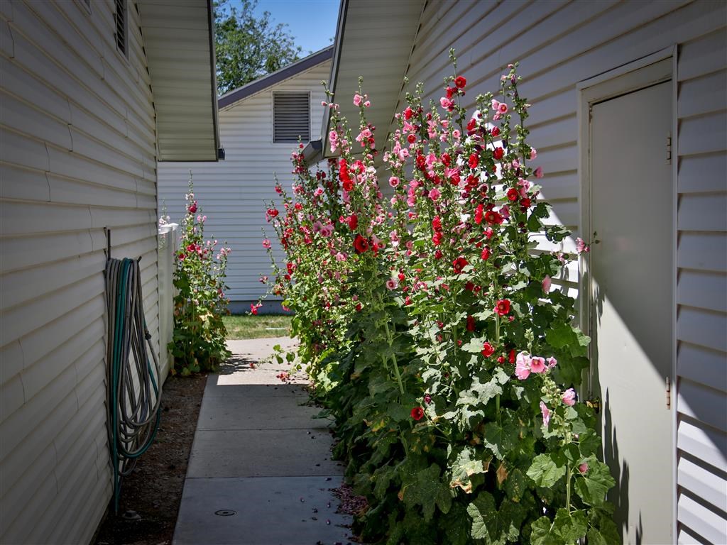 a garden with red and white flowers next to a house