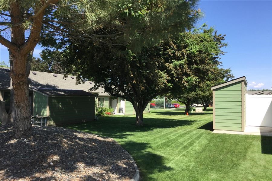 a backyard with a tree and a green shed