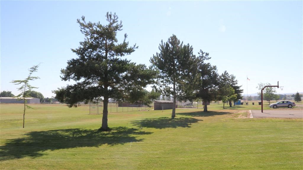 two trees in a field next to a parking lot