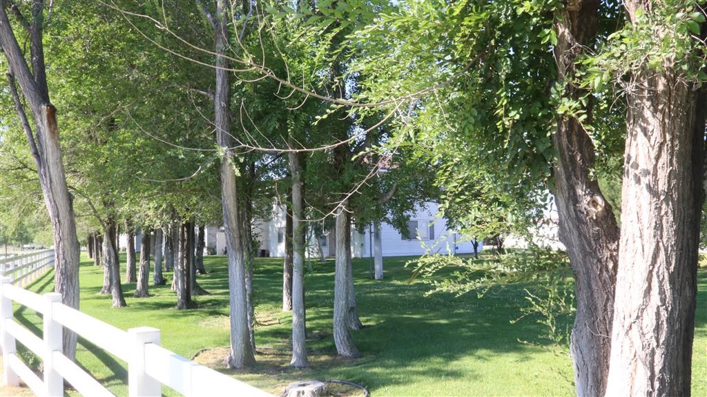 a row of trees in a yard with a white fence