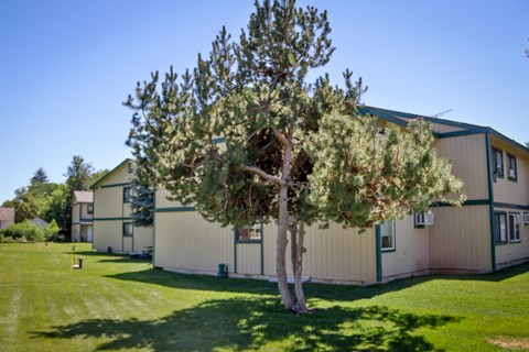 a tree in front of a building
