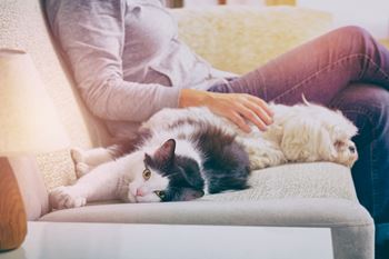 Metropolitan_Pet Friendly