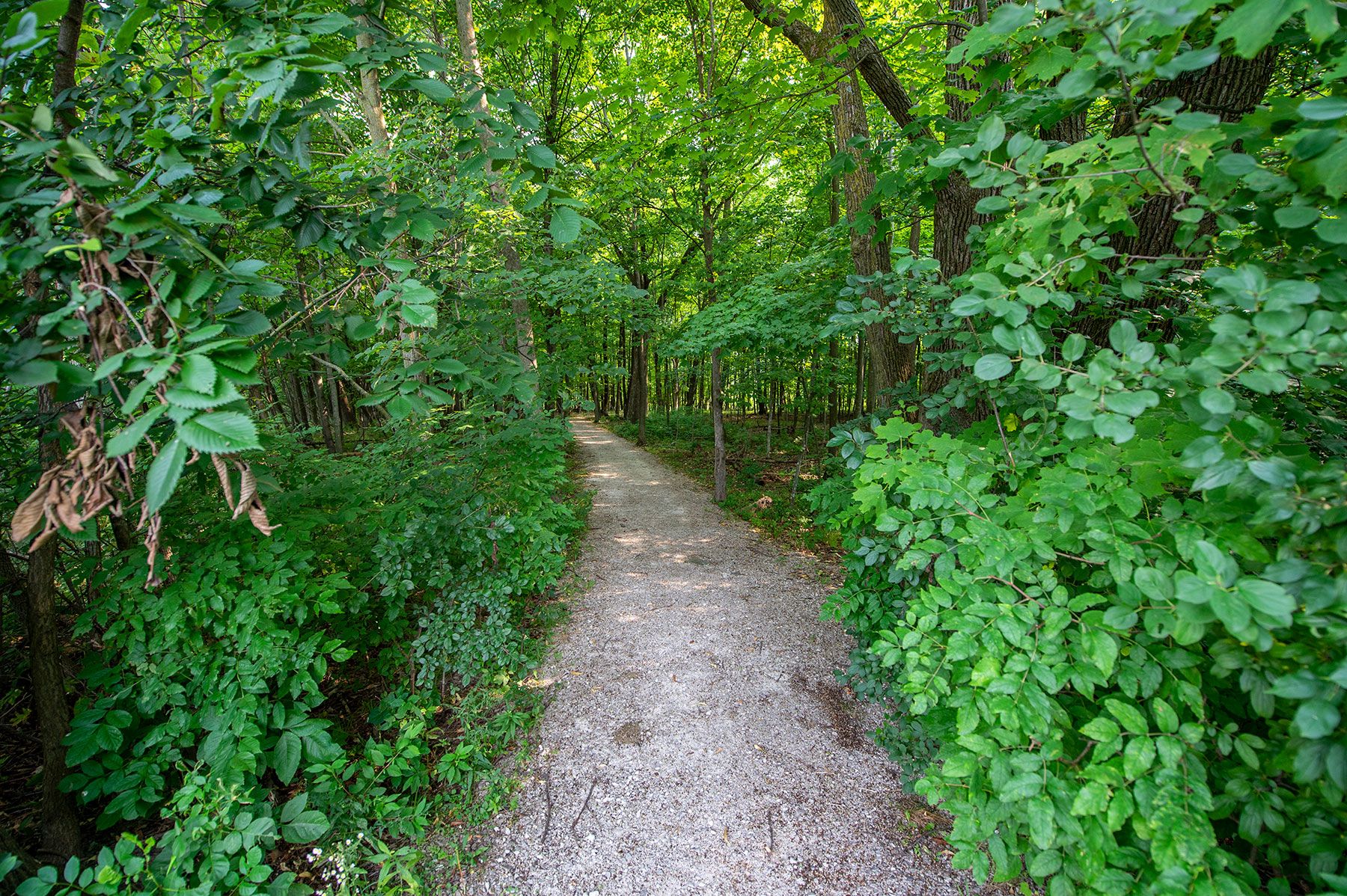 a dirt path through a forest with green trees