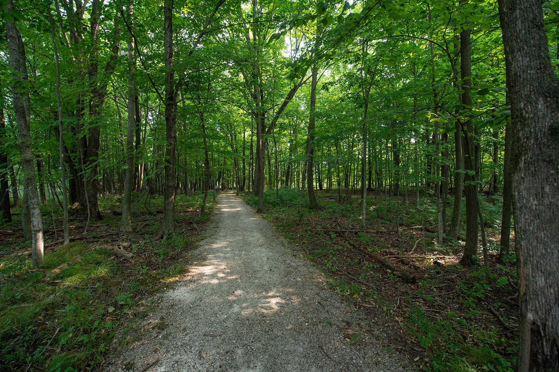 a dirt trail in the middle of a forest