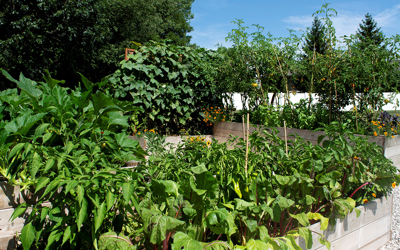 community garden