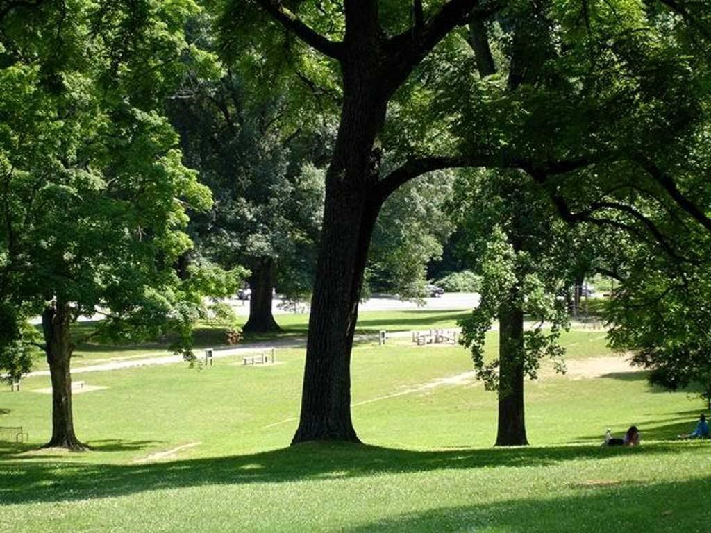 a park with trees and people sitting in the grass