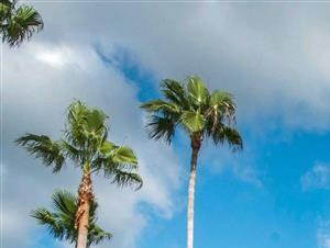 The Parkway at Hunters Creek | Apartments for Rent in Orlando, FL | Swimming Pool