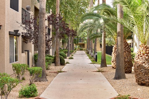 Tree lined walkway through apartment courtyard at Cortina Apartments, Phoenix, Arizona