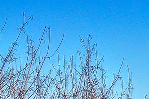 plenty of green spaces - Photo Gallery 2