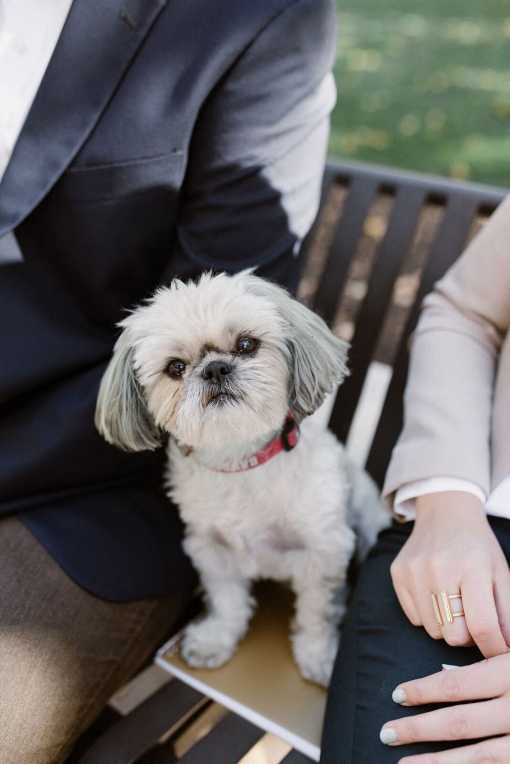 a small white dog sitting on a bench next to a couple