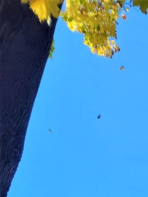 a house in the fall with leaves on the ground