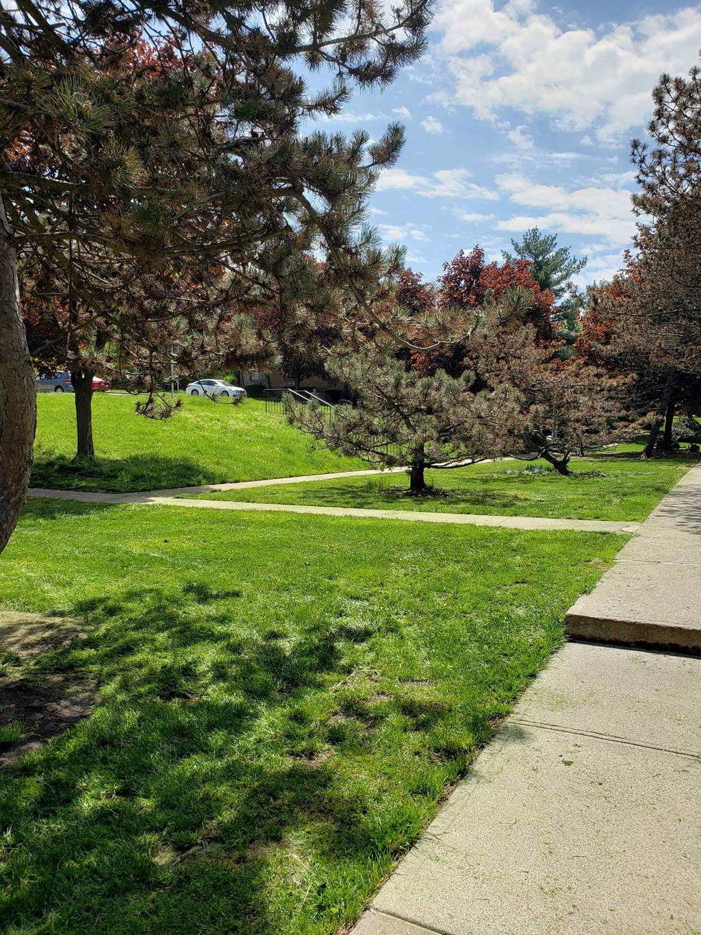 A park with a pine tree and a white car in the background.