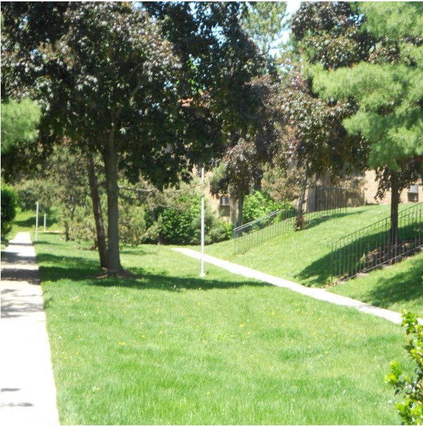 A pathway in a park with trees on both sides.