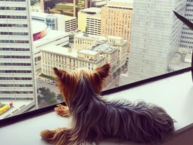 a dog sitting on a window sill looking out of a window