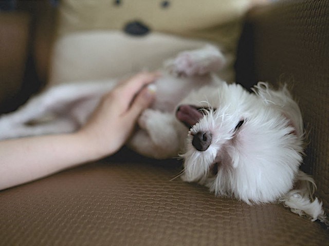 a small white dog laying on a persons hand holding a stuffed animal