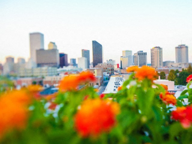 a view of a city skyline with flowers in the foreground
