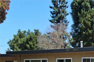 3307 - 3317 Alma Street Studio-2 Beds Apartment for Rent