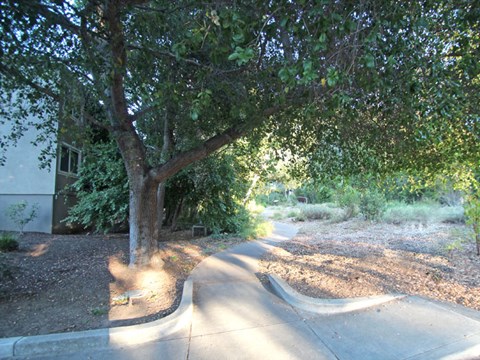 a tree on the side of a sidewalk