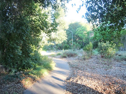 a dirt road with trees on both sides of it