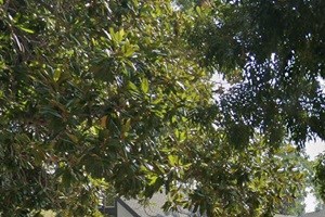 a person walking down a sidewalk next to a tree