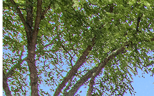 Manchester At Mansell Apartments In Roswell Ga