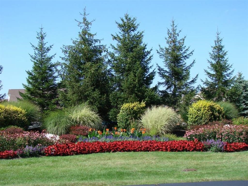 a garden with flowers and trees