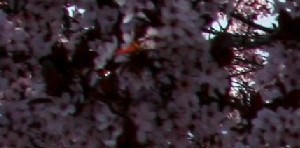 Morning Glory Circle Apartments Apartments In Spokane Wa