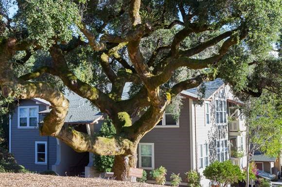 a large tree in front of a house