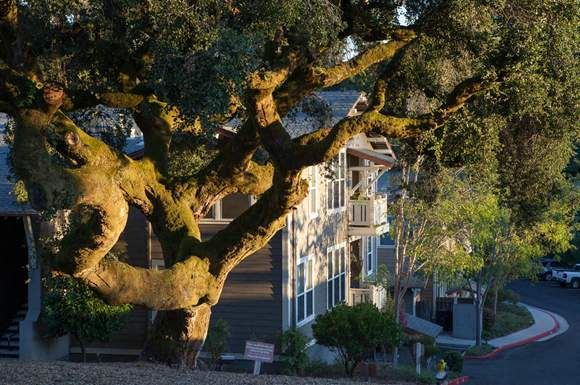 Beautiful 100+ year old Oak tree on the property - Photo Gallery